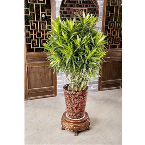 寶山工廠綠化收費(fèi)與養(yǎng)護(hù)服務(wù)指南