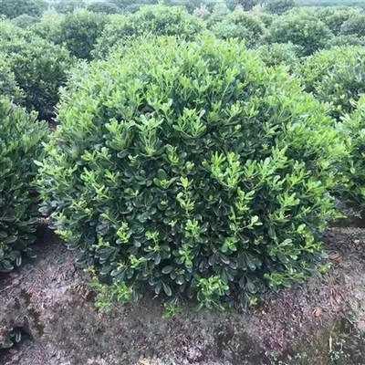 綠化養(yǎng)護服務 提升您的園林景觀品質(zhì)