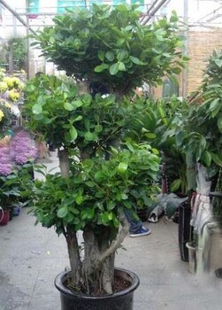 大型植物租賃新標(biāo)桿 博美欣悅園林綠化租賃公司引領(lǐng)綠色潮流