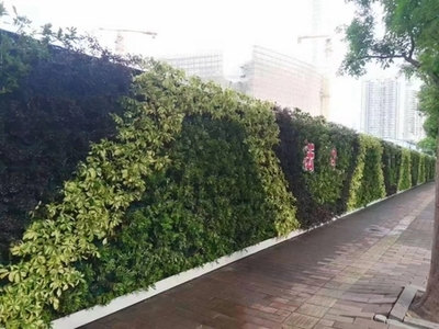 廣州成茂園林綠化 專業(yè)植物租賃與養(yǎng)護(hù)，打造綠色辦公空間