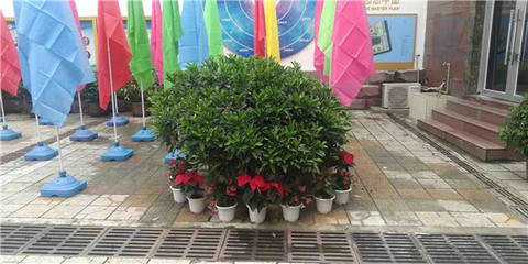 綠意煥新校園，盆栽租賃扮靚校園一角